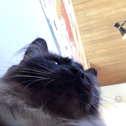 Cat Snaps Cat Selfie R Catsnapsapp