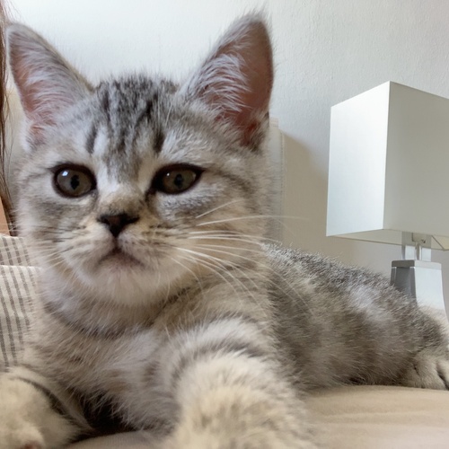 Cat Snaps: Cat Selfie : r/catsnapsapp