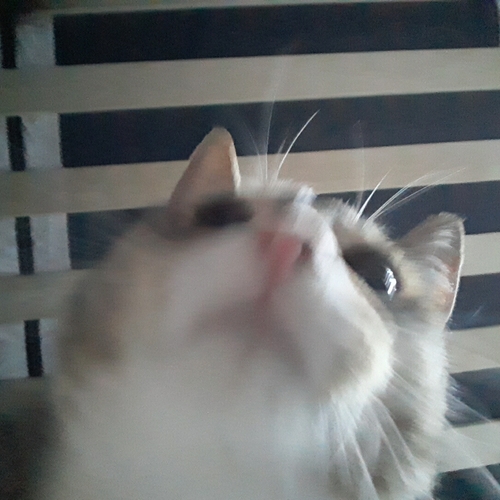 Cat Snaps: Cat Selfie : r/catsnapsapp