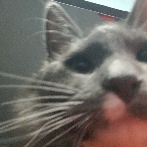 Cat Snaps: Cat Selfie : r/catsnapsapp